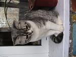    
: IMG_0429.jpg
: 36
:	113.5 
ID:	2437251