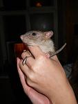     
: DSCN0073bis.jpg
: 40
:	277.9 
ID:	2440548
