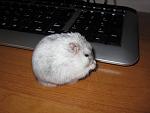     
: 2.jpg
: 32
:	149.9 
ID:	2452073
