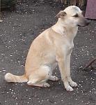     
: Дворняга, 3 июня 2010&#1.JPG
: 31
:	24.9 
ID:	2456690