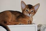     
: Paloma (5).jpg
: 27
:	52.7 
ID:	2464746