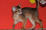     
: Paloma (2).jpg
: 23
:	64.2 
ID:	2464747