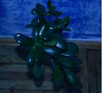    
: DSC_3749.jpg
: 9
:	73.4 
ID:	2469345