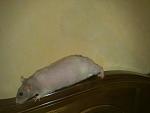     
: 31032011179.jpg
: 28
:	65.8 
ID:	2469680