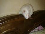     
: 31032011182.jpg
: 22
:	66.3 
ID:	2469682