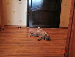     
: DSC01804.jpg
: 40
:	91.4 
ID:	247071