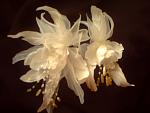     
: PICT0006.jpg
: 25
:	63.7 
ID:	2472753