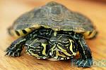     
: a96933_a578_1-turtle  (1).jpg
: 10
:	25.2 
ID:	2474866