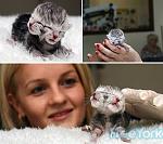     
: a96933_a578_2-cat  (1).jpg
: 10
:	27.0 
ID:	2474867