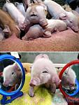     
: a96933_a578_6-pig  (1).jpg
: 8
:	49.5 
ID:	2474869