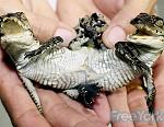     
: a96933_a578_9-cocdrile .jpg
: 16
:	29.1 
ID:	2474875