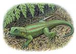     
: 080324-lizard-evolution_big.jpg
: 23
:	49.4 
ID:	2483031