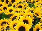     
: images (2).jpg
: 7
:	14.4 
ID:	2491436