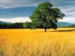     
: images (11).jpg
: 7
:	10.1 
ID:	2491480