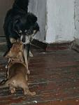     
: CIMG0664.jpg
: 33
:	66.2 
ID:	2504149