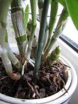     
: IMG_2512.jpg
: 32
:	101.5 
ID:	2506913