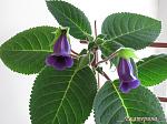     
: IMG_2556.JPG
: 14
:	286.6 
ID:	2511012