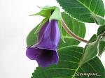     
: IMG_2547.JPG
: 13
:	203.6 
ID:	2511015