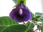     
: IMG_2545.JPG
: 16
:	214.9 
ID:	2511016