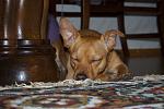     
: z_6d88f407.jpg
: 41
:	257.5 
ID:	2517690