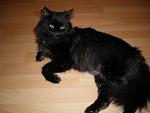     
: cat.jpg
: 10
:	56.6 
ID:	2524840