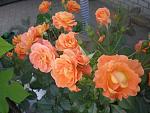     
: _var_www_temp_11_101_21_FlvetnA8kmysocp.jpg
: 19
:	72.9 
ID:	2526297
