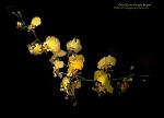     
: Oncidium Sweet Sugar.jpg
: 44
:	103.4 
ID:	252693