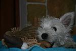     
: IMG_9199.jpg
: 20
:	81.2 
ID:	2527409