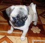     
: x_85084876.jpg
: 40
:	41.8 
ID:	252940