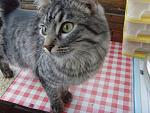    
: kitty 2.jpg
: 40
:	93.4 
ID:	2537783