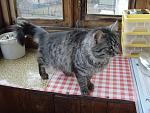     
: kitty 3.jpg
: 48
:	106.7 
ID:	2537784
