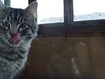     
: kitty 1.jpg
: 34
:	56.5 
ID:	2537785