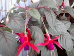     
: Фото0265.jpg
: 13
:	100.1 
ID:	2548927