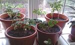     
: IMAG0103.jpg
: 27
:	148.2 
ID:	2557444