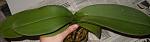     
: DSCN21382.jpg
: 41
:	127.6 
ID:	2562321