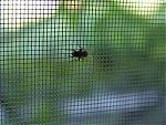     
: DSC01435.JPG
: 16
:	54.1 
ID:	25633