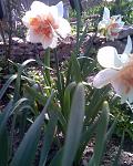     
: Фото014.jpg
: 26
:	122.1 
ID:	2564151