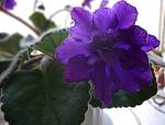     
: P1030429-3.jpg
: 32
:	138.0 
ID:	2564939