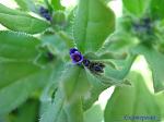     
: IMG_2804.JPG
: 9
:	231.3 
ID:	2570277