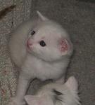     
: IMG_0538.jpg
: 38
:	62.6 
ID:	2573749