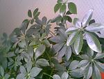     
: Шеффлера 1.jpg
: 40
:	146.1 
ID:	2577541