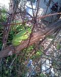     
: Фото019.jpg
: 28
:	148.2 
ID:	2583802