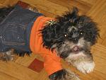     
: IMG_0501.jpg
: 54
:	94.9 
ID:	258589