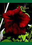     
: nit5.jpg
: 16
:	67.3 
ID:	2596107