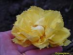     
: IMG_3151.JPG
: 10
:	224.9 
ID:	2597513