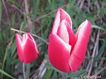     
: IMG_3160.JPG
: 9
:	263.1 
ID:	2597517