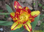    
: IMG_3190.JPG
: 15
:	249.9 
ID:	2597519