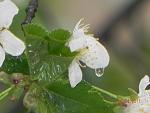     
: DSCN2197.jpg
: 31
:	106.5 
ID:	2598972