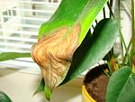     
: DSC00938.jpg
: 24
:	111.1 
ID:	2601976