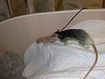     
: 010520115442.jpg
: 26
:	121.7 
ID:	2602098